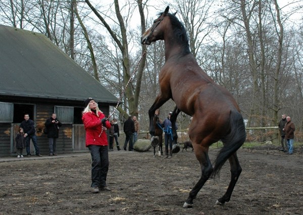 Til ære for publikum viste Master Kid, at han er helt klar til den nye sæson.Foto: Joakim Munck af Rosenschöld